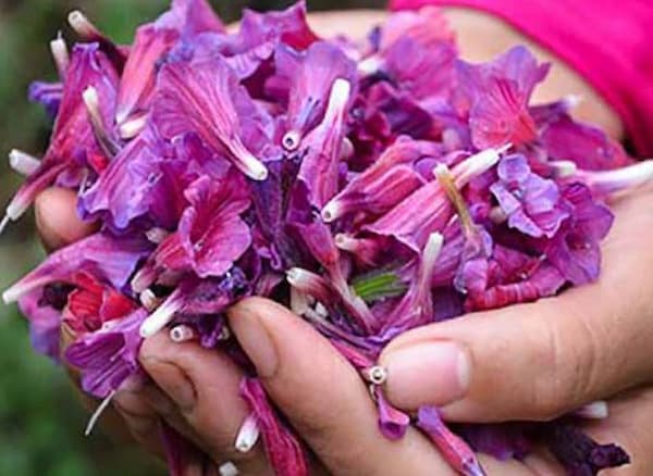تصویر 5 از خرید گل گاو زبان محلی + قیمت فروش استثنایی